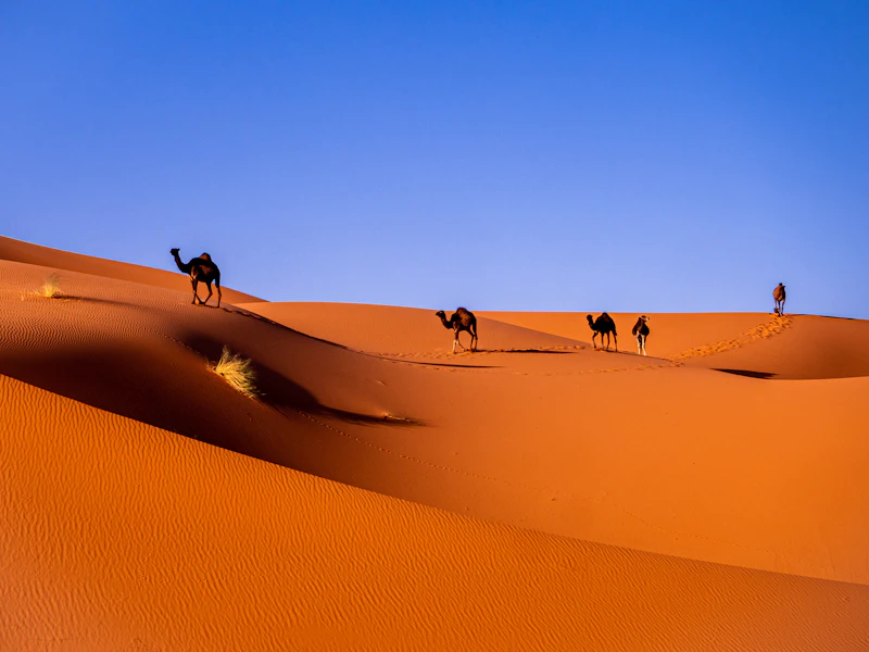 Dunes du désert de Merzouga au coucher du soleil, Maroc
